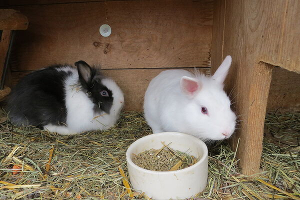 Die Hasen sind gerne zum Kuscheln da