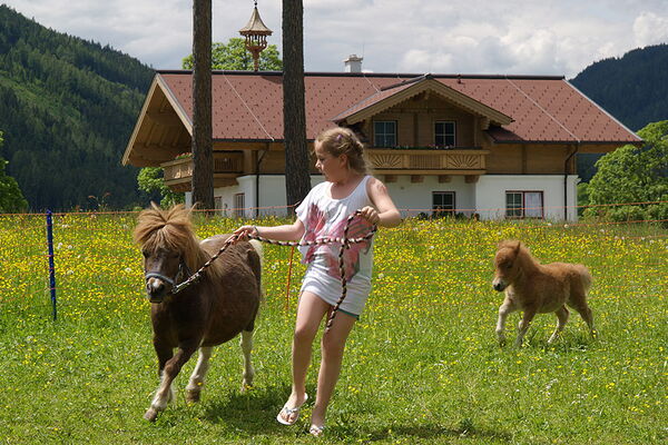 Die Ponys sind auch da zum Spielen