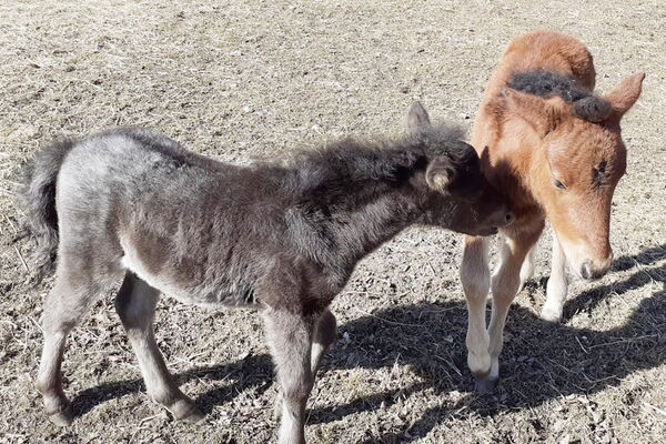 Die Tiere sind gerrne da zum Spielen